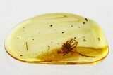 Partial Fossil Daddy Long-Leg in Baltic Amber #343374-1